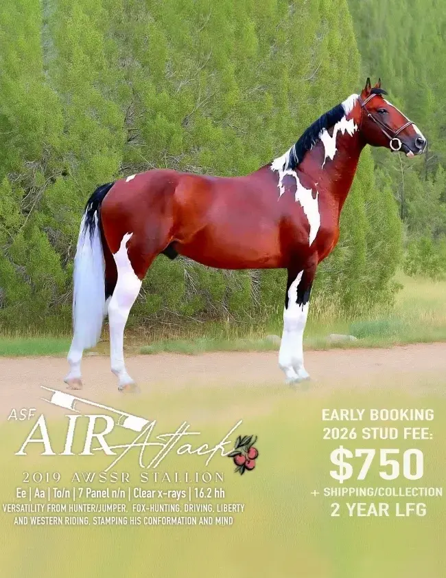This image does not contain dental practice content. It shows a horse and is unrelated to the dental practice website contex.