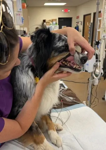 Veterinarian examining a dog's teeth during a dental cleaning procedure.