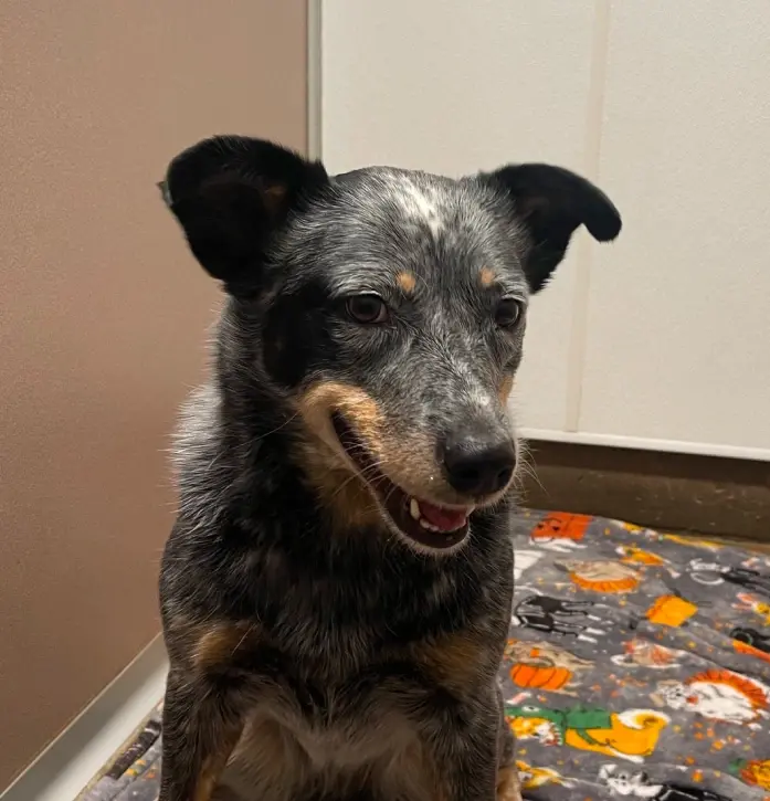 Friendly dog smiling at camera, promoting PetDesk app for Canon City dental practice.