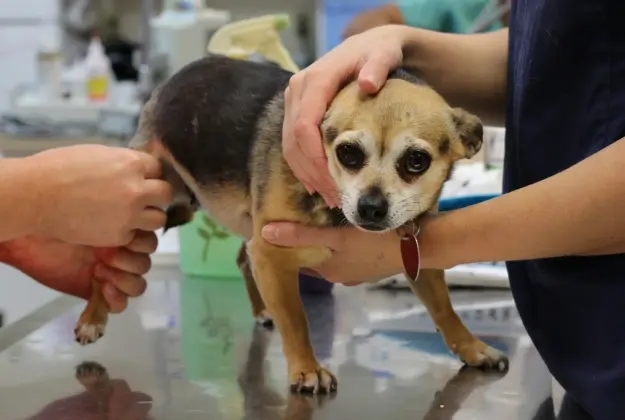 Small dog receiving examination and care from veterinary professionals.