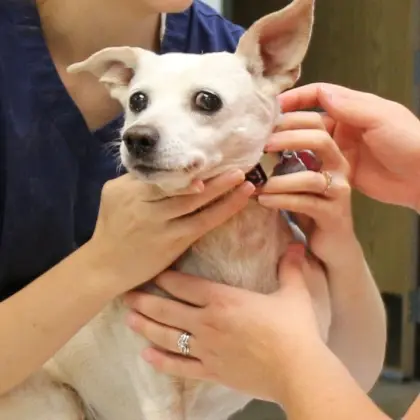 White Chihuahua receiving veterinary examination at Canon City animal clinic.