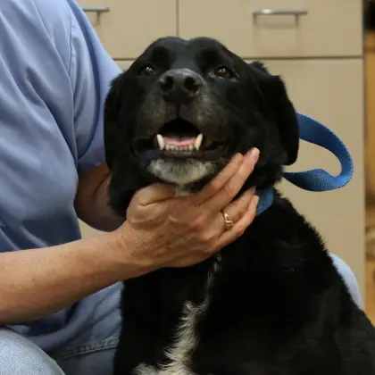 Happy black dog smiling during dental exam at Canon City veterinary clinic.