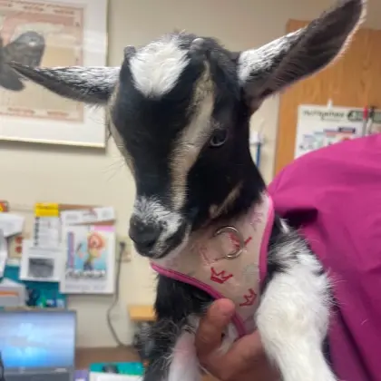 I notice this image shows a goat wearing pink clothing in what appears to be an indoor setting, which is not related to dent.