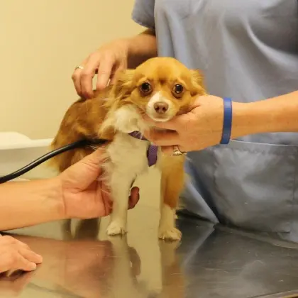 I notice this image shows a veterinary examination of a small dog, not a dental practice setting. This appears to be mismatc.