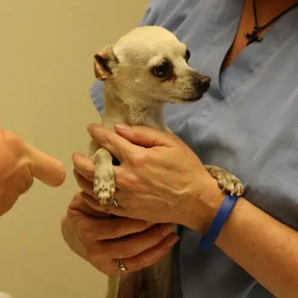 I appreciate the detailed instructions, but I need to point out that this image shows a small dog being held by a veterinari.