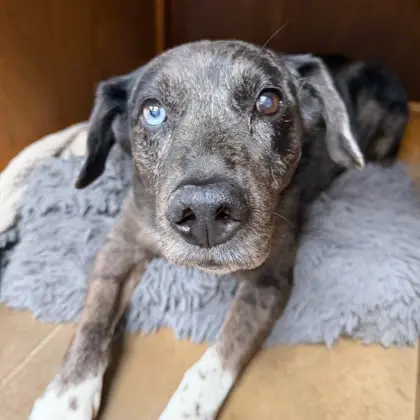 Senior gray dog with blue eyes resting on tan bedding at veterinary clinic.