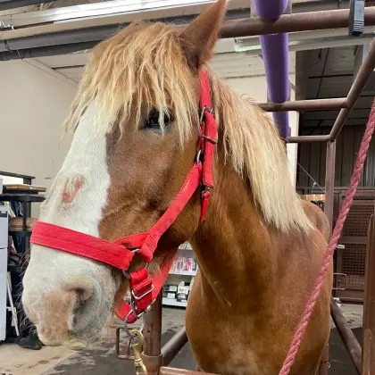 I notice this image shows a horse in a stable with equestrian equipment, which is not relevant to a dental practice website..