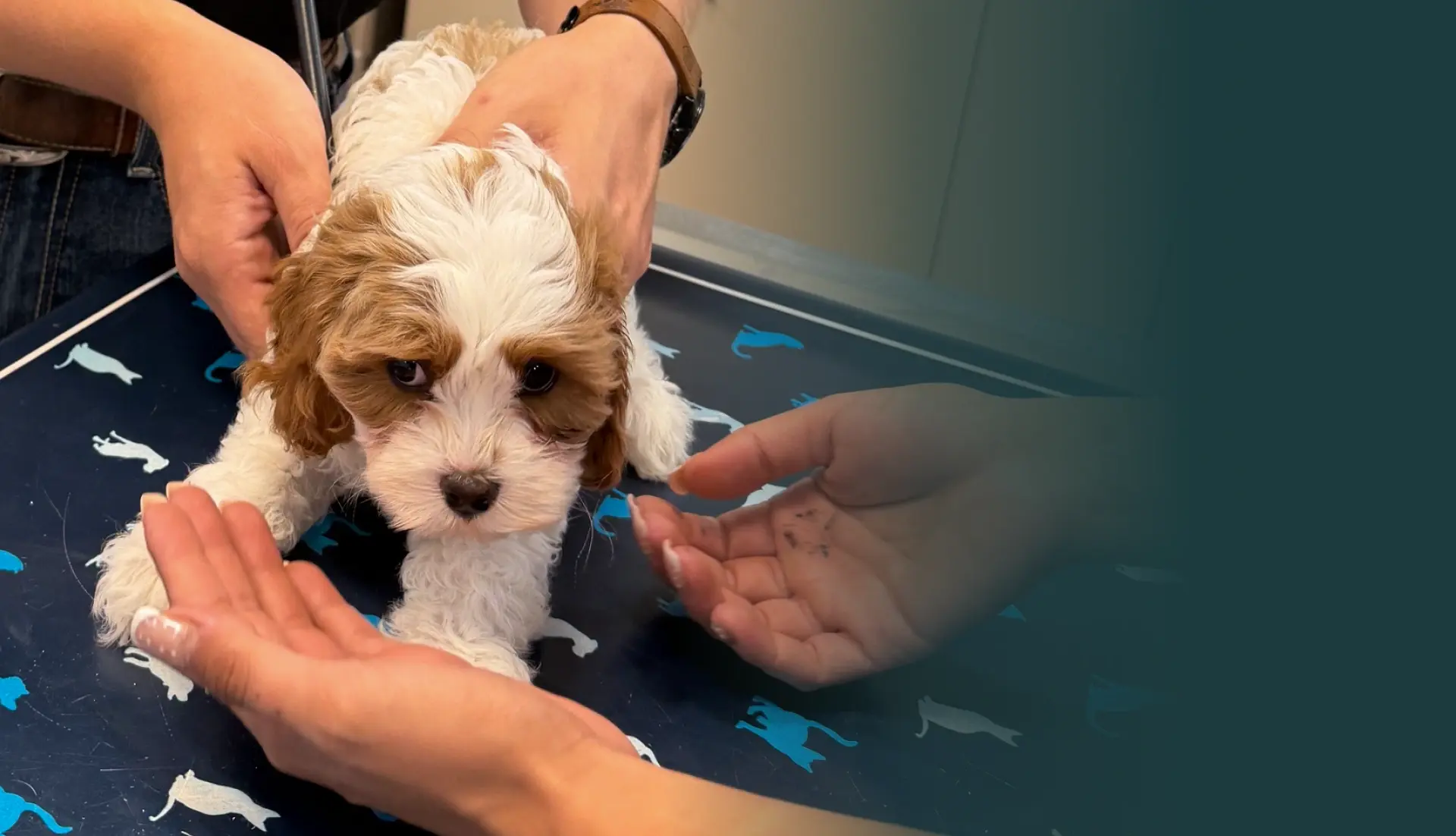 Fourmile Veterinary Clinic