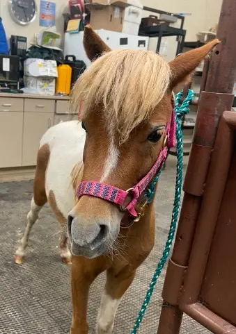 Brown and white miniature horse with blonde mane wearing colorful halter indoors.