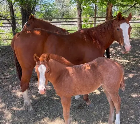 Brown mare with foal in pasture at equine veterinary facility in Cañon City, Colorado.
