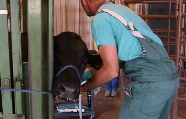 Veterinarian examining a dog's teeth during a large animal dental examination.