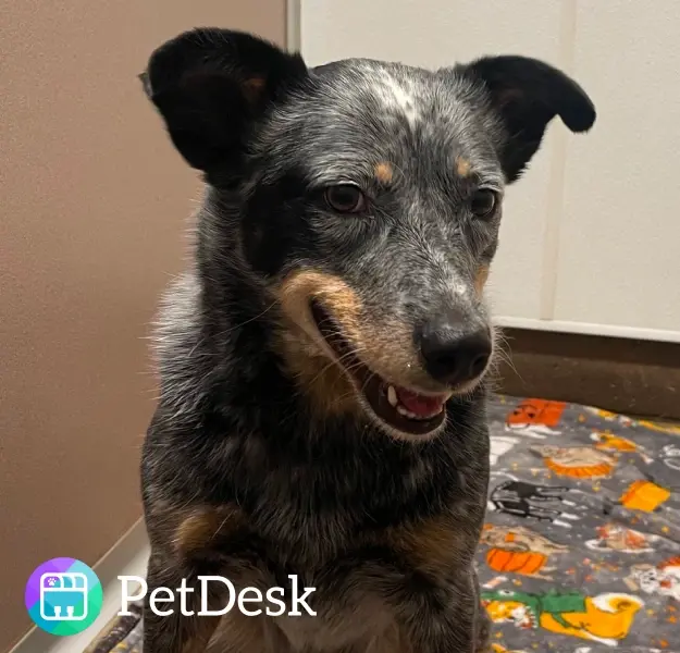 PetDesk logo.