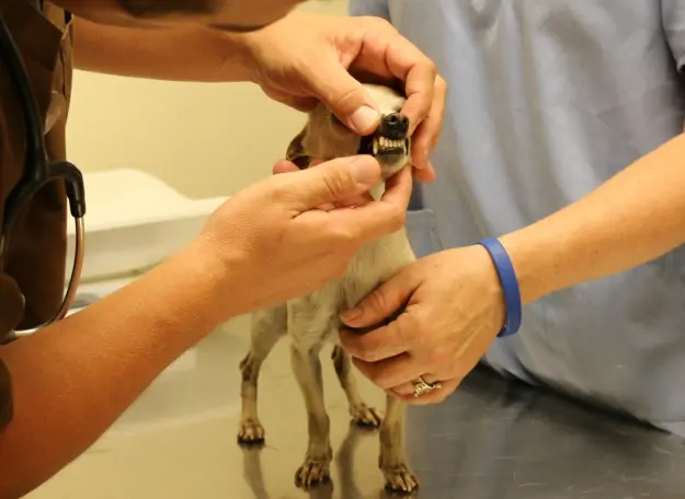 Veterinarian examining a small dog's teeth during a pet dental checkup.