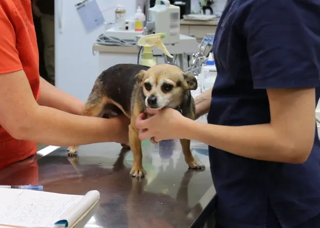 Small brown dog receiving examination at dental practice in Cañon City.