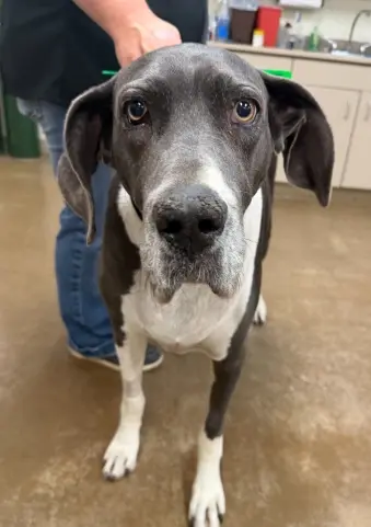 Senior dog with gray and white markings looking at camera during preventive dental care visit.