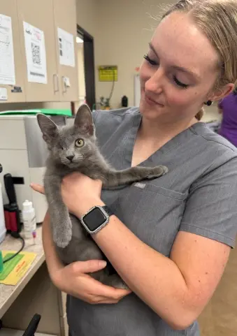 Veterinary professional holding a gray kitten during examination at animal care clinic.
