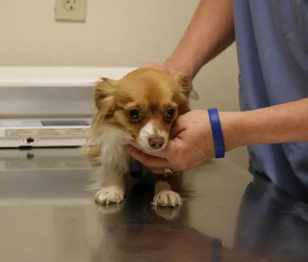 Veterinarian examining a small brown and white Chihuahua during a pet dental checkup.