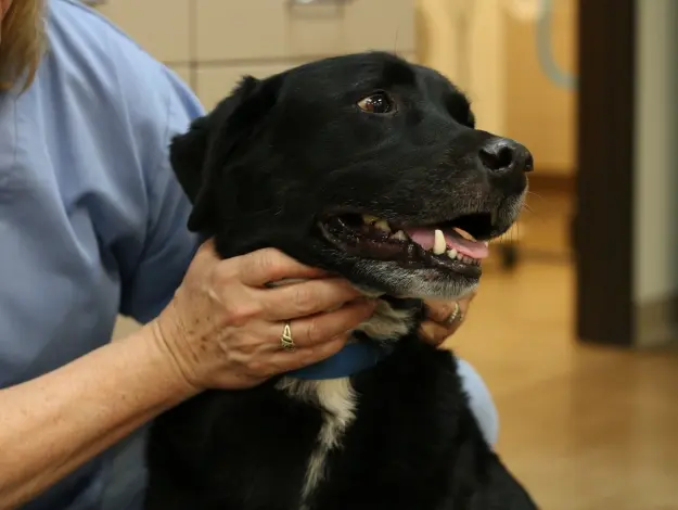 Senior black dog with gray muzzle receiving gentle care from veterinary professional.