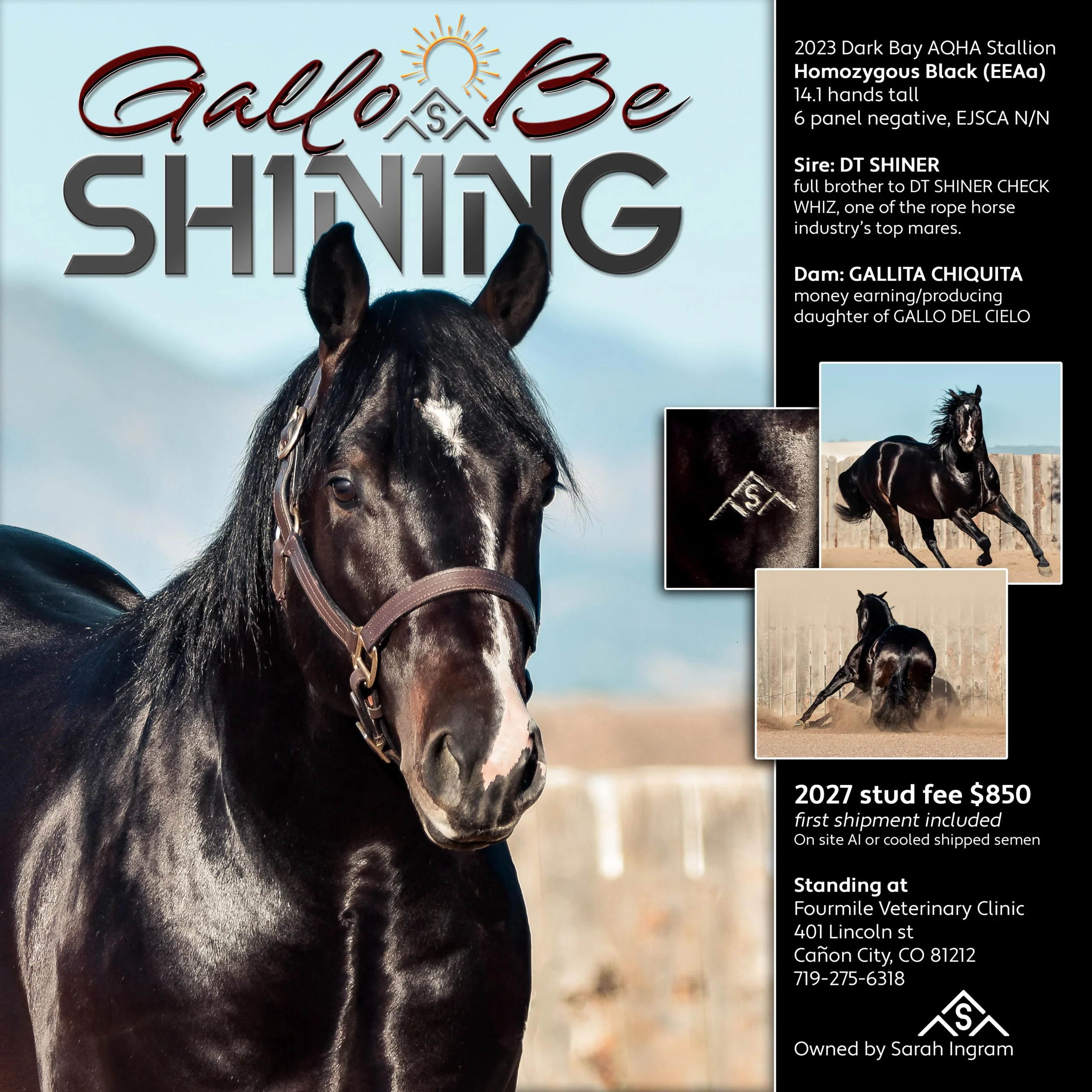 Stud advertisement for Gallo Be Shining, a 2023 dark bay AQHA stallion, showing a close-up of the black horse in a halter plus smaller photos of him galloping and sliding in a dirt arena. 2027 stud fee $850 with first shipment included, standing at Fourmile Veterinary Clinic in Cañon City, Colorado.