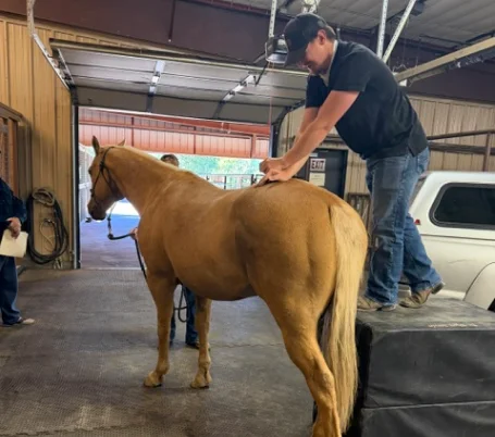 Chiropractor standing on a platform adjusting the back of a palomino horse inside a barn